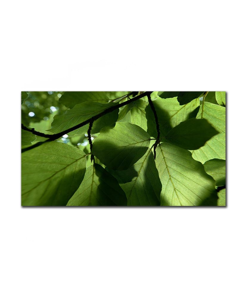 Green leaves