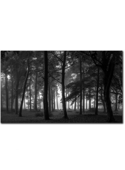 Dark Forest - Peak District
