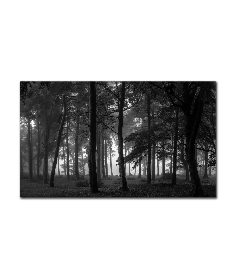 Dark Forest - Peak District