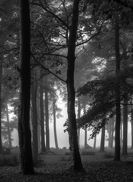 Dark Forest - Peak District