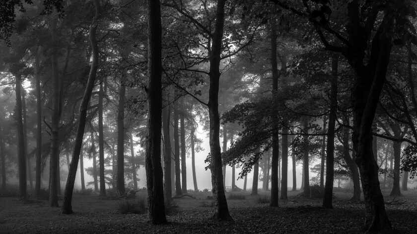 Dark Forest - Peak District - Image 3