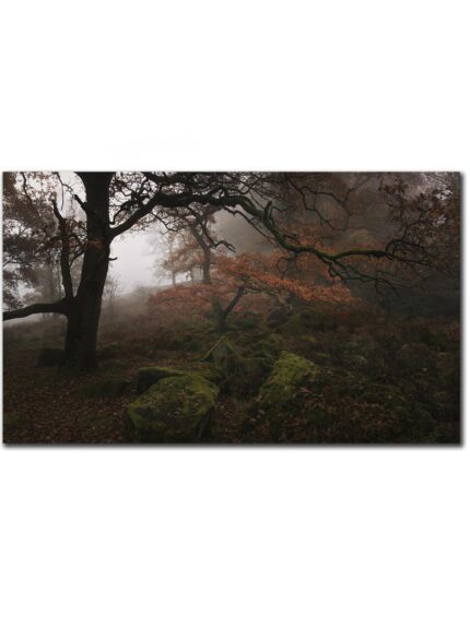 Padley Gorge Misty Forest