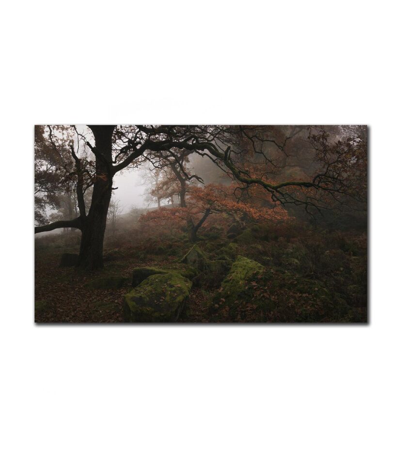 Padley Gorge Misty Forest