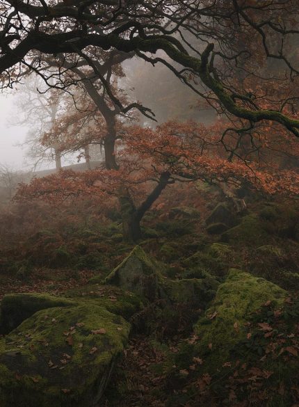 Padley Gorge Misty Forest