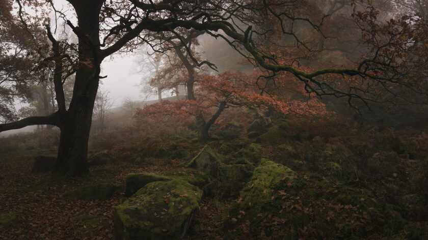 Padley Gorge Misty Forest - Image 3