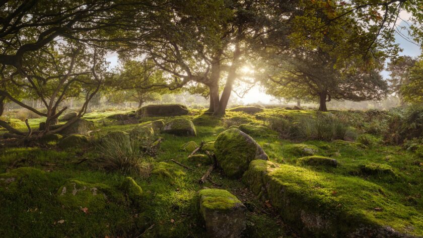 Forest Padley Gorge - Image 3