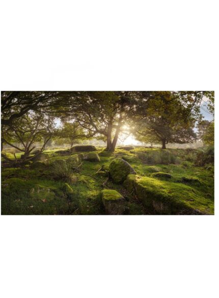 Forest Padley Gorge