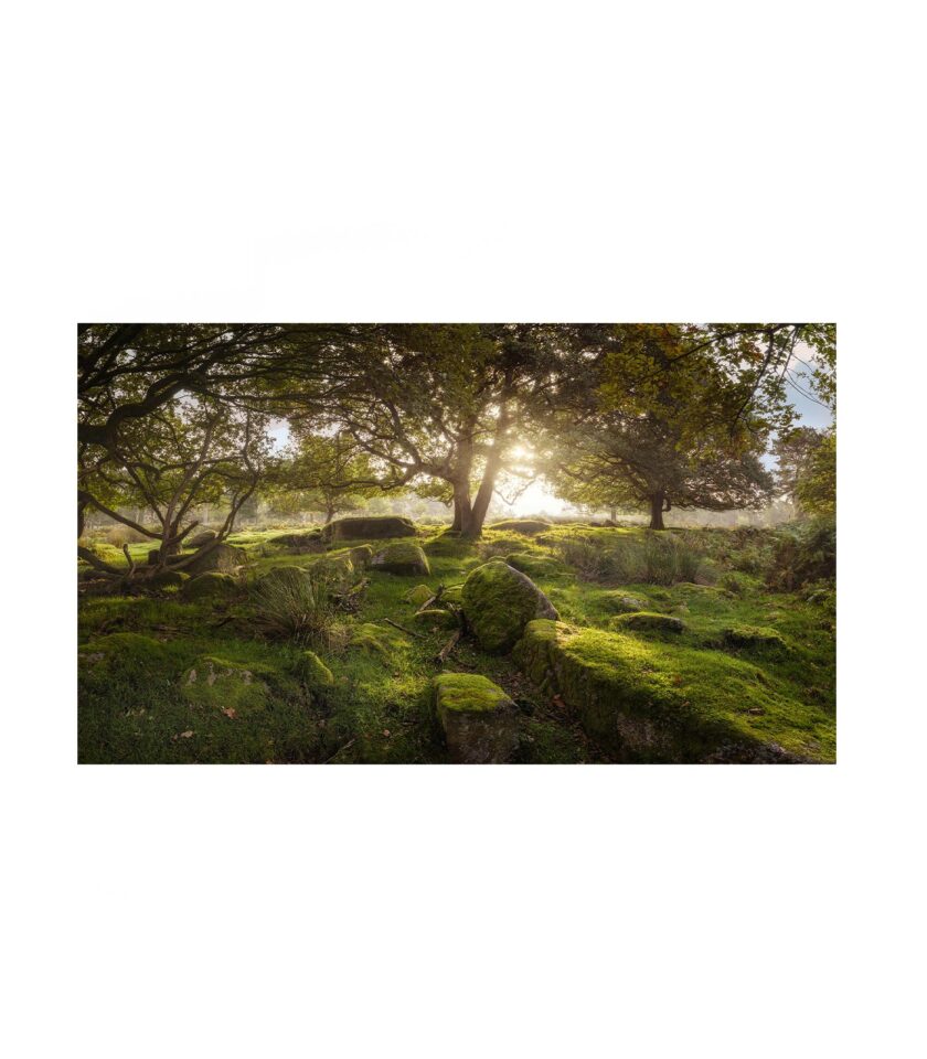 Forest Padley Gorge