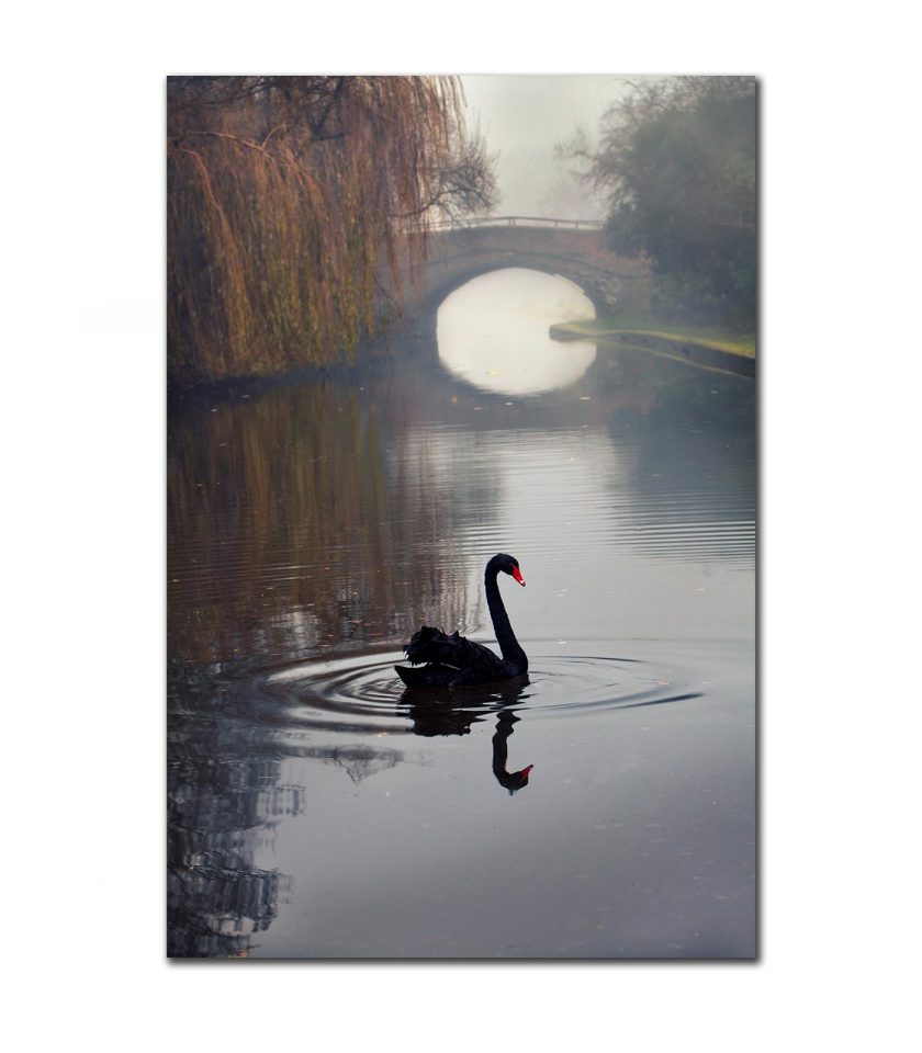 Black Swan - Image 3