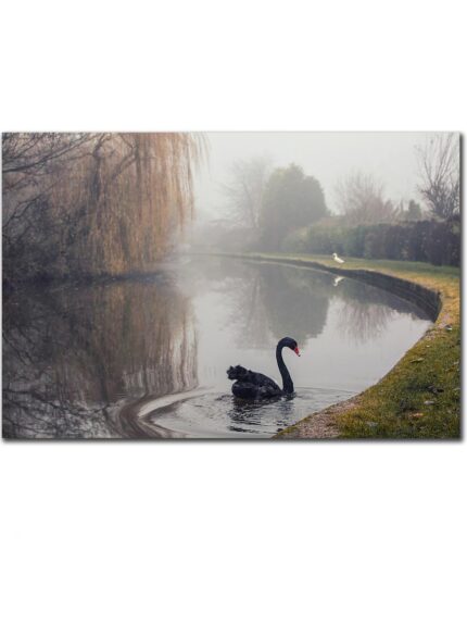 Black Swan