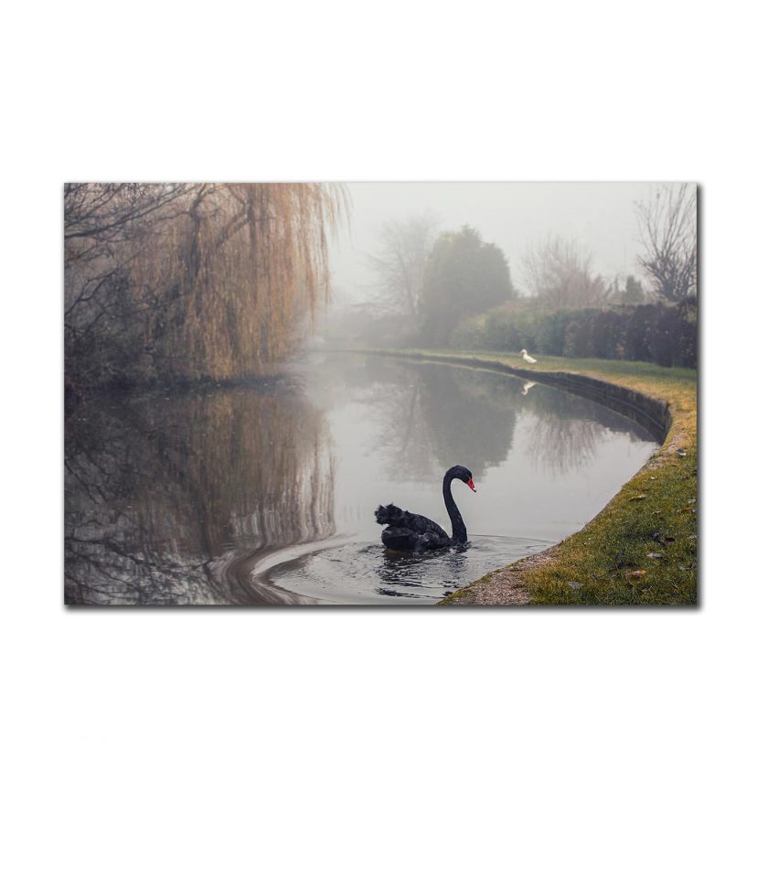 Black Swan
