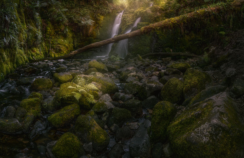 Green Forest - Image 3
