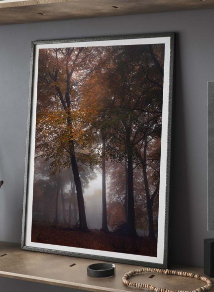 Forest Padley Gorge IV