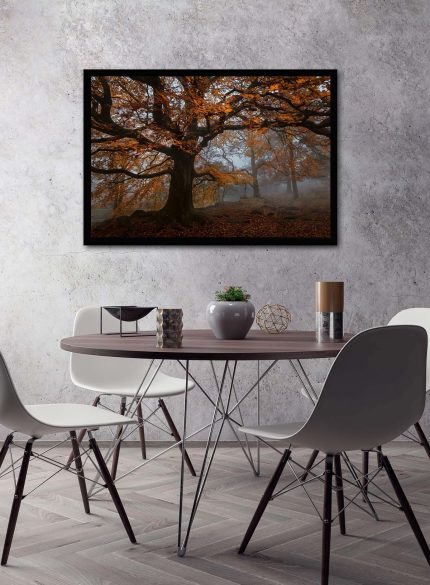 Forest Padley Gorge I