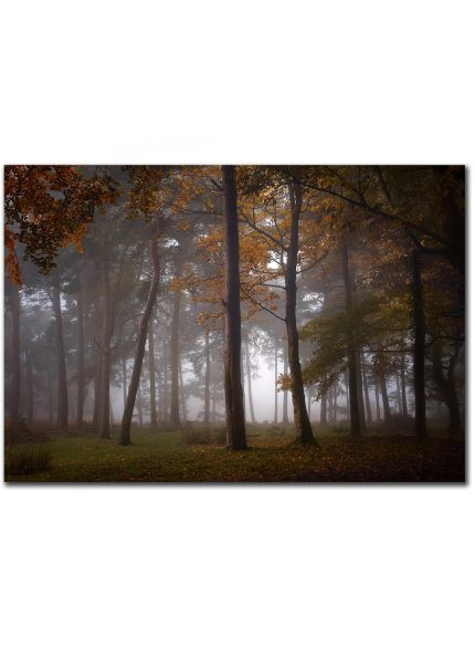 Forest Padley Gorge III