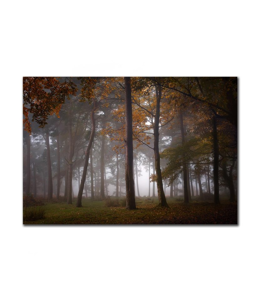 Forest Padley Gorge III