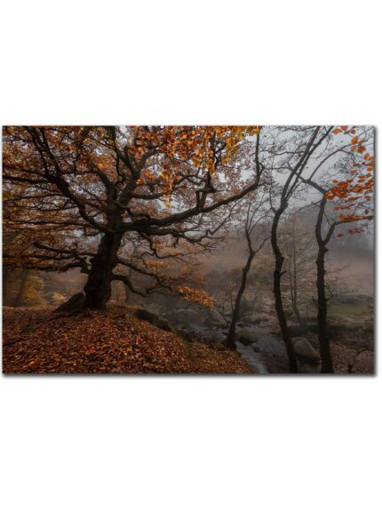 Forest Padley Gorge II