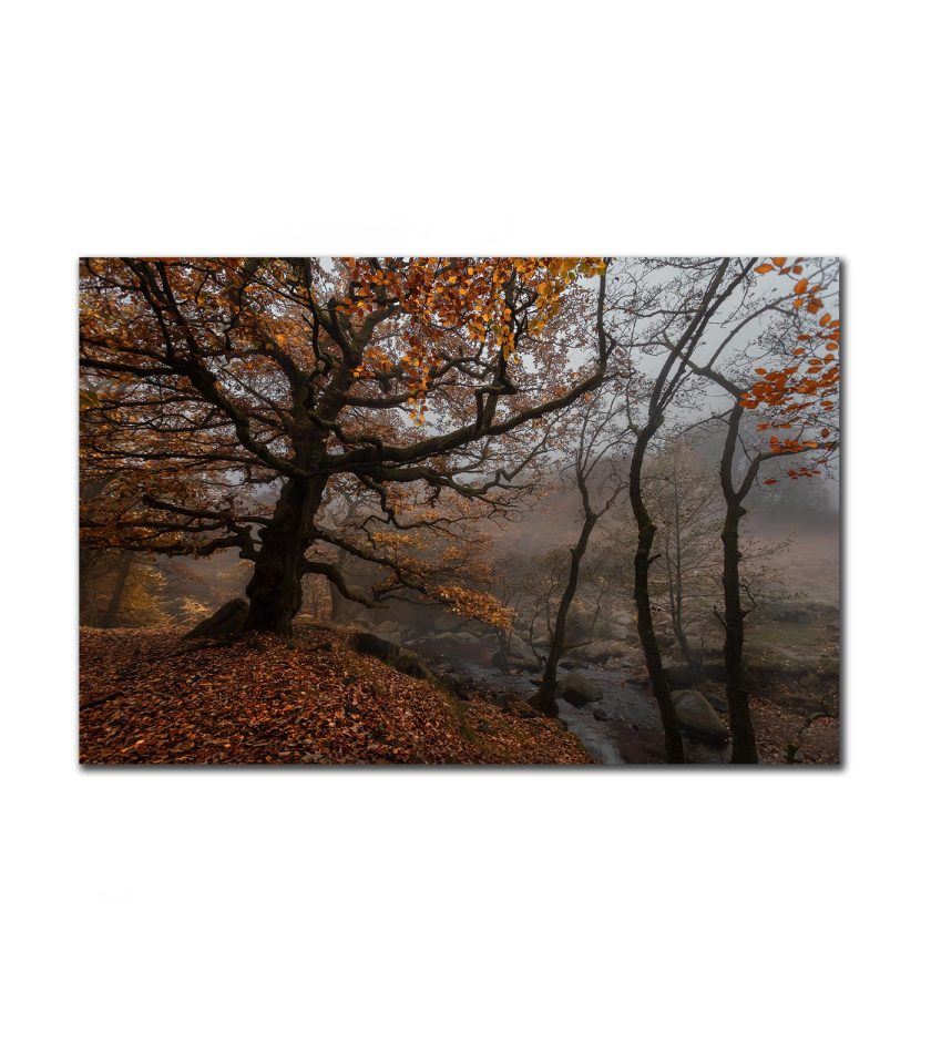 Forest Padley Gorge II