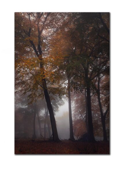 Forest Padley Gorge IV