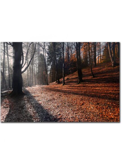 Autumn Forest