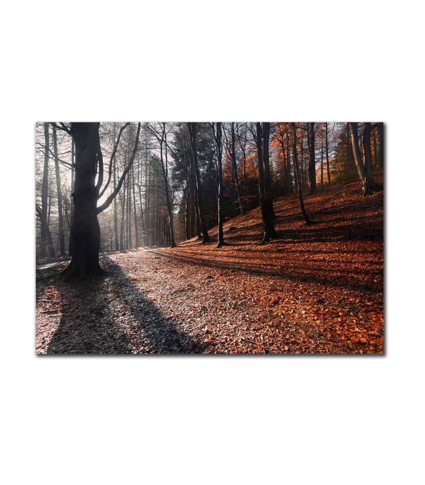 Autumn Forest