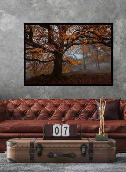 Forest Padley Gorge I