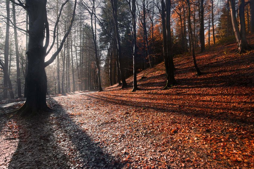 Autumn Forest - Image 3
