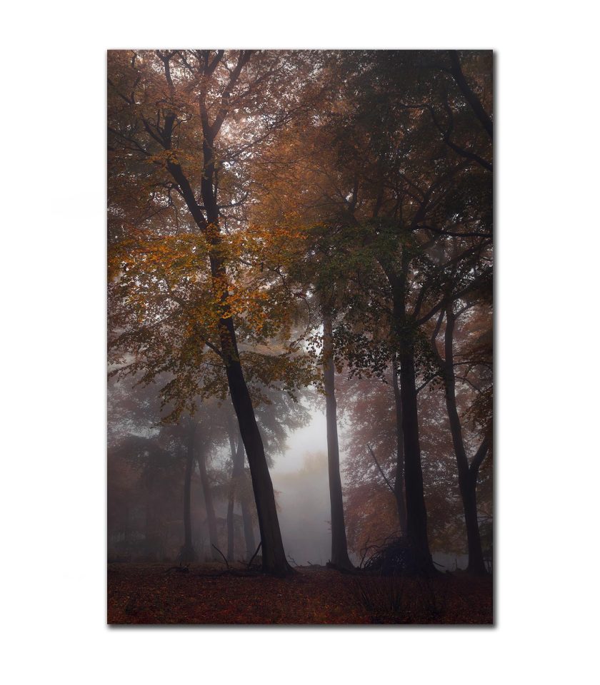 Forest Padley Gorge IV