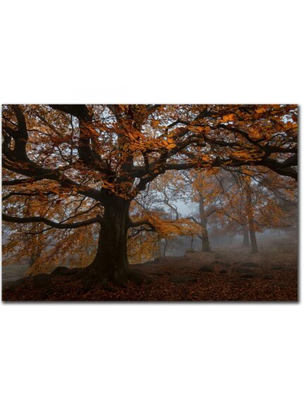 Forest Padley Gorge I