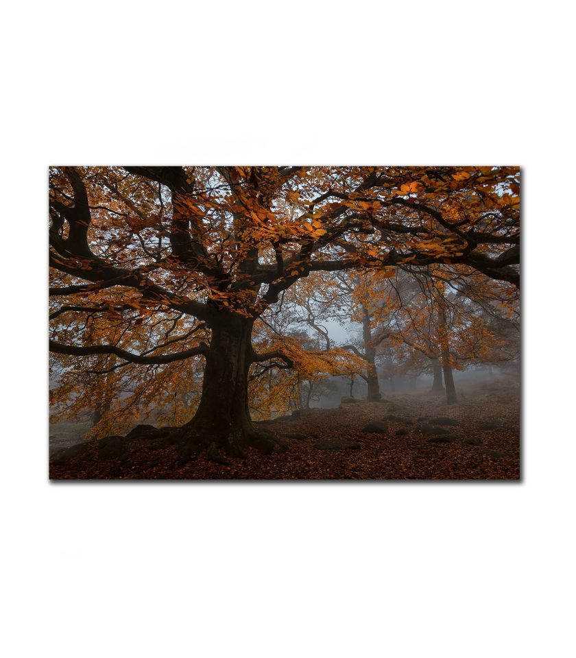 Forest Padley Gorge I