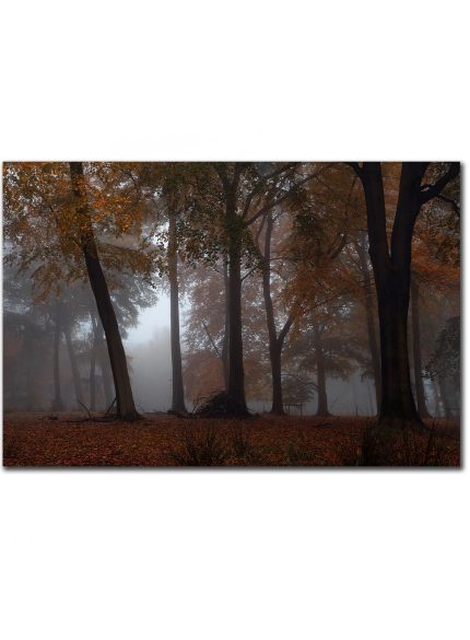 Forest Padley Gorge IV