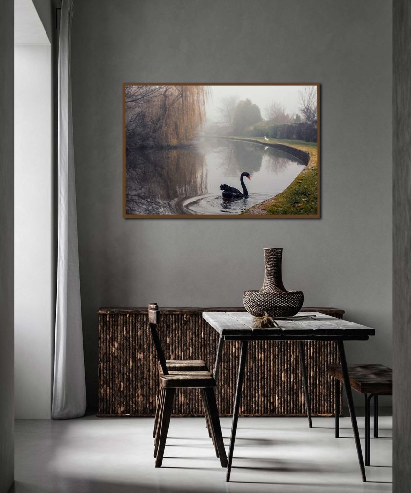 Black Swan - Image 6