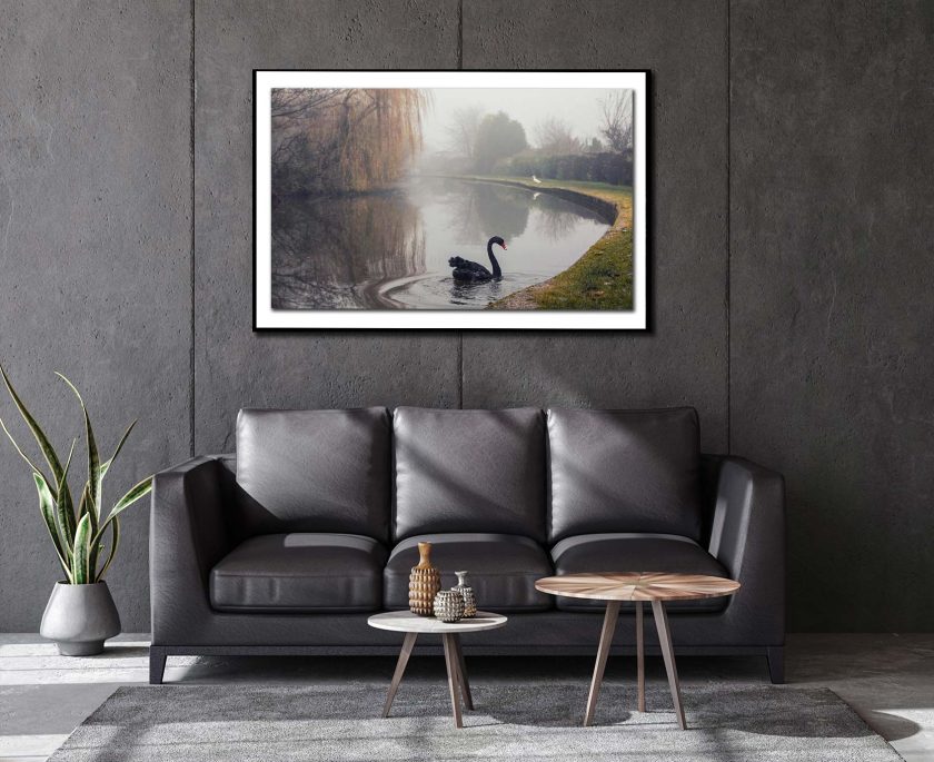 Black Swan - Image 7