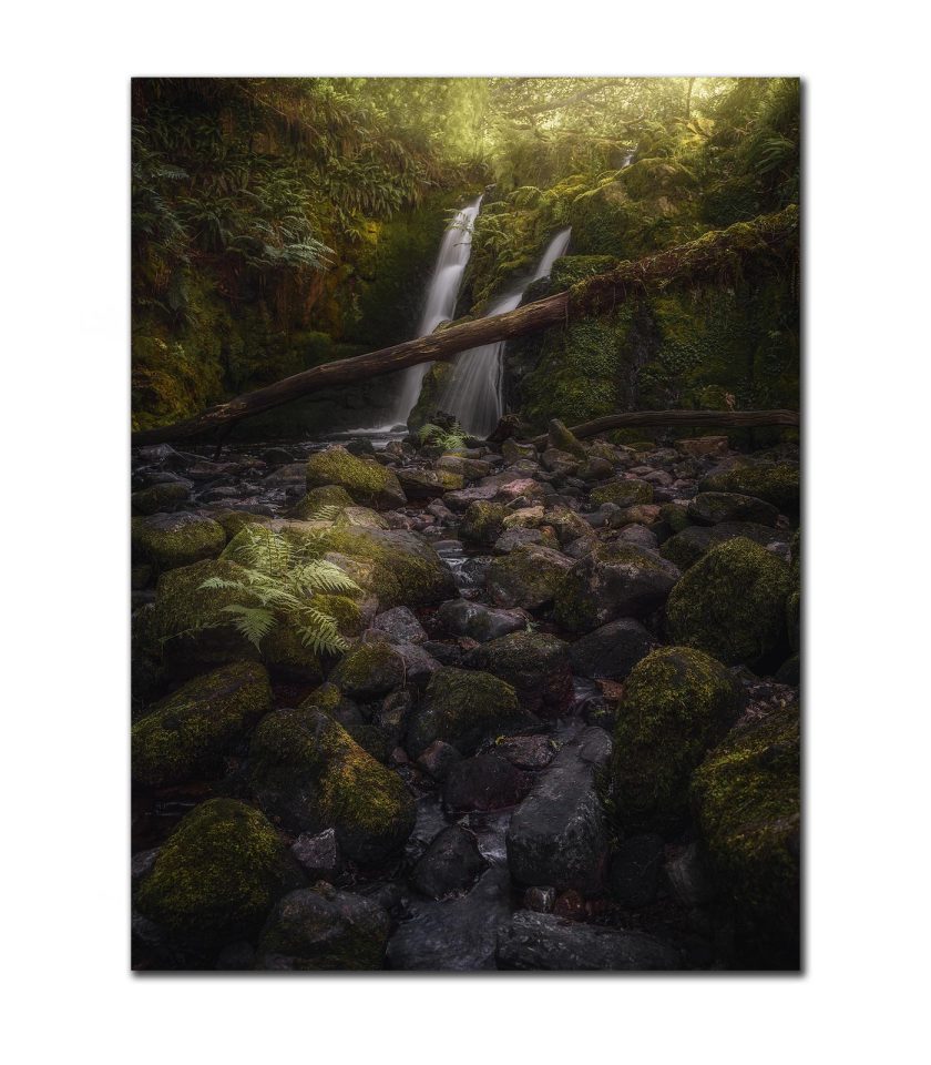 Green Forest II