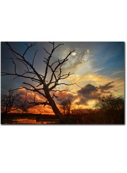 Tree at sunset