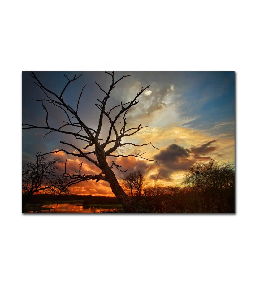 Tree at sunset